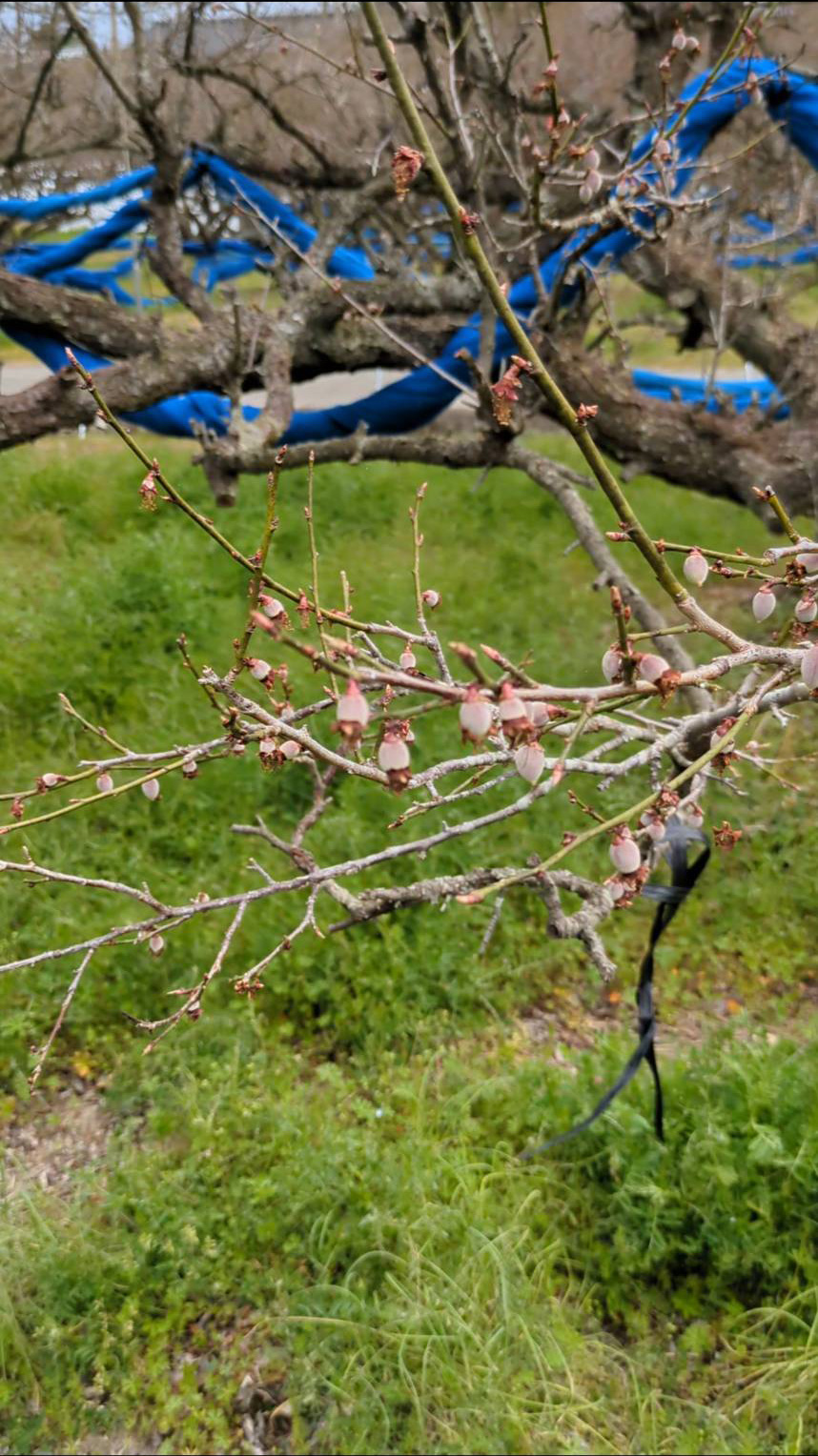 元は田んぼだった畑の梅の木