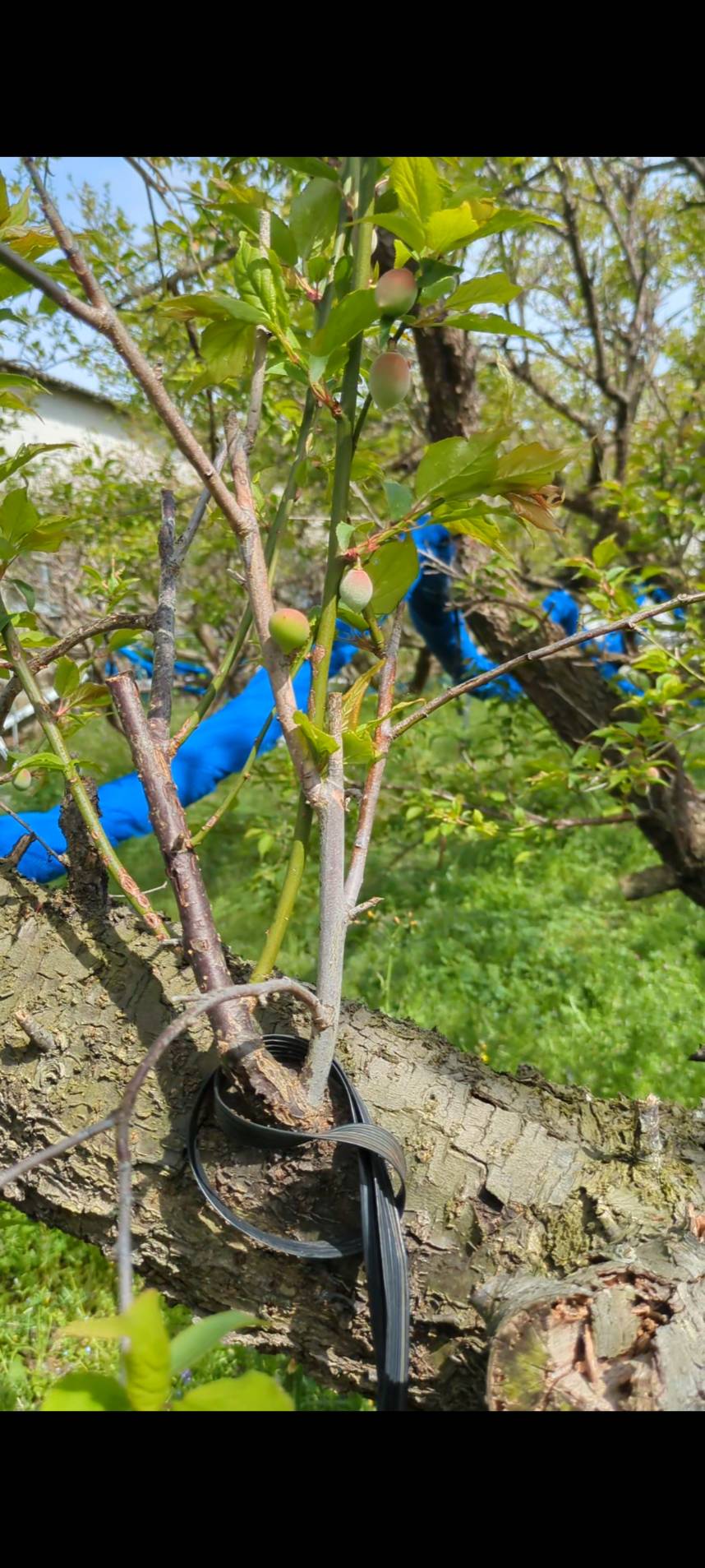 「梅の赤ちゃん」（令和８年４月６日）