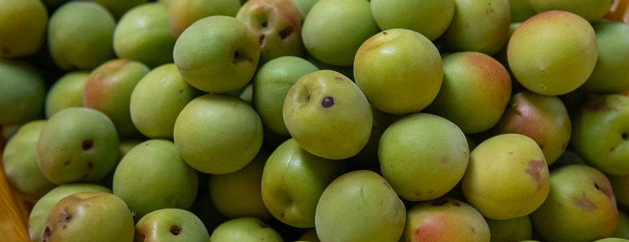 キズあり南高梅