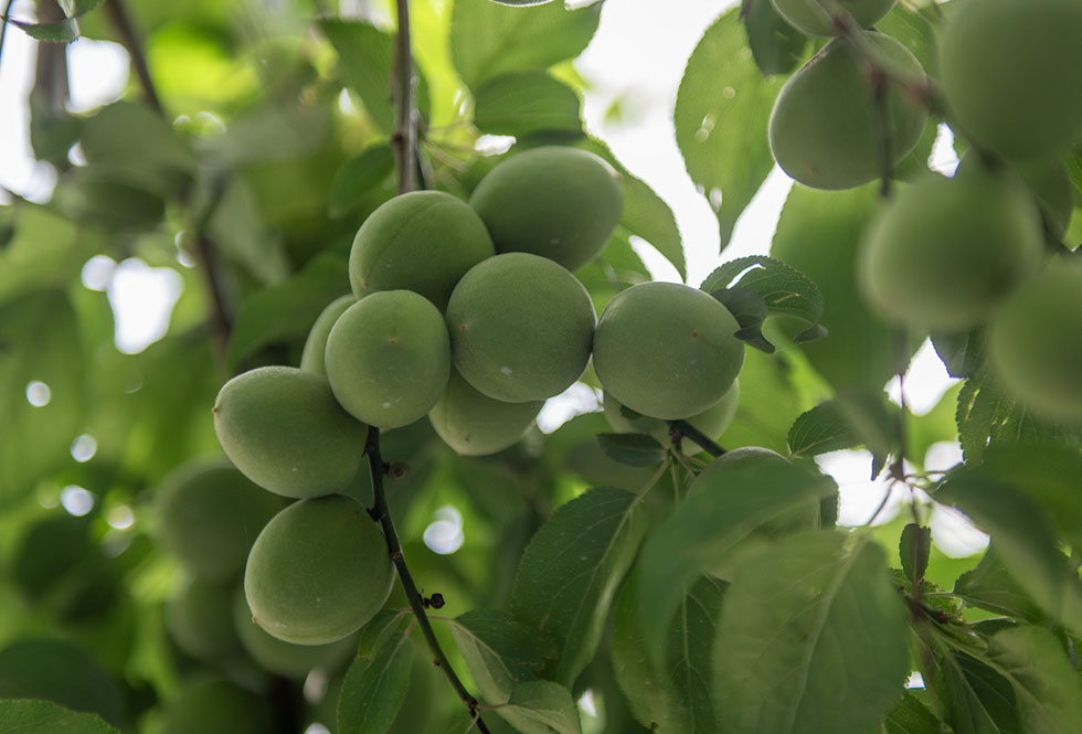 南高梅（なんこううめ）とは