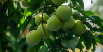 収穫前の南高梅