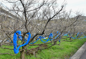 紀州梅苑の農園