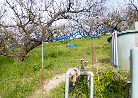 みなべ町の梅畑