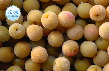 キズあり完熟梅 冷凍梅