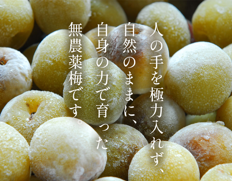 冷凍梅 無農薬梅の販売・通販