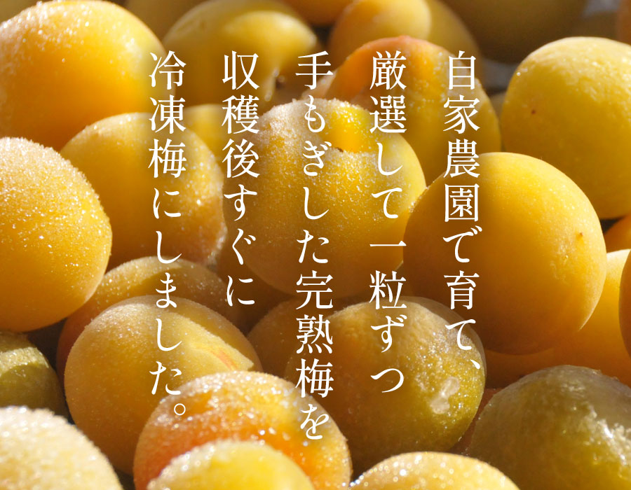 冷凍梅 厳選完熟梅の販売・通販