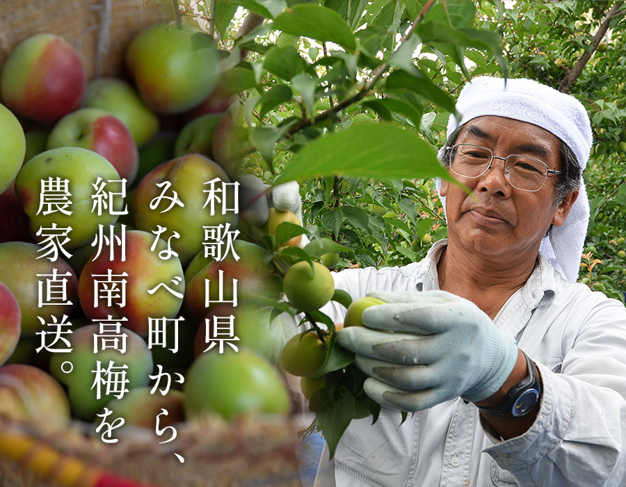 和歌山県みなべ町の梅農家「紀州梅苑」では漬け物(梅干し・梅酒など)の原材料を作っています