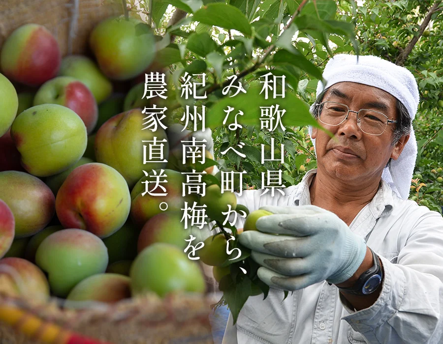 和歌山県みなべ町の梅農家・紀州梅苑