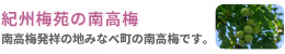 和歌山県産 南高梅（青梅）販売