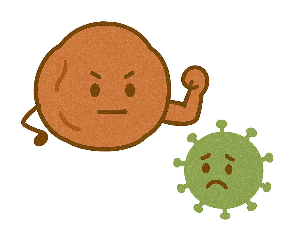 梅に含まれるエポキシリオニレシノール（インフルエンザ感染予防）