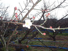 梅の花が咲き始める