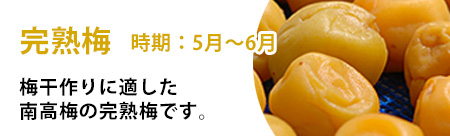 完熟梅の販売・通販