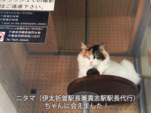 ニタマ