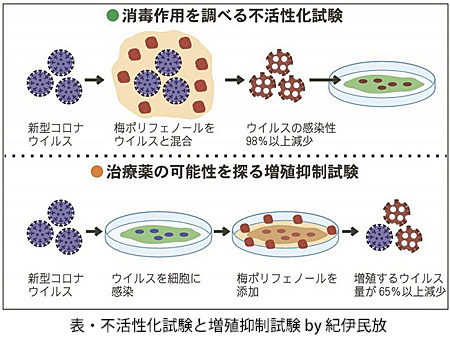 梅酢 コロナ対策